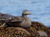 Eider © Noé Terorde