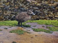 Een jonge eider © Noé Terorde