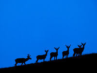 Een groep Siberian roe deer laat zich zien aan de horizon. © Pieter-Jan Dhondt