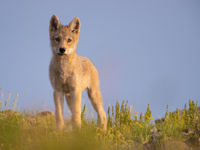 Een jonge Mongolian wolf kijkt ons aan. © Pieter-Jan Dhondt