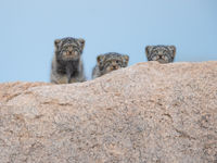 Tijdens de reis stonden we oog in oog met deze drie jonge manoels. © Pieter-Jan Dhondt