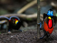 Wilson's bird-of-paradise. © Billy Herman