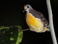 Cinnamon ground-dove is een lastige soort geworden. © Billy Herman