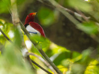 King bird-of-paradise. © Billy Herman