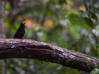 Magnificent riflebird. © Billy Herman