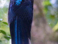 Black sicklebill neemt een soort 'ufo-achtige-houding' in tijdens zijn dans. © Billy Herman