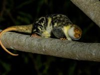 Waigeo spotted cuscus. © Billy Herman