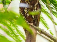 Feline owlet-nightjar. © Billy Herman