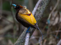 Magnificent bird-of-paradise. © Billy Herman