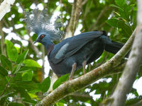 Victoria crowned-pigeon. © Billy Herman