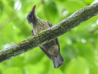 Brown oriole. © Billy Herman