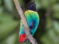 Hooded pitta. © Billy Herman