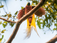 Dansende lesser bird-of-paradise. © Billy Herman