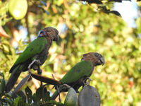 Red-fan parrots doen zich tegoed aan enkele vijgen. © Fred Pansa