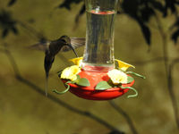 Een sooty-capped hermit komt op de feeder. © Fred Pansa