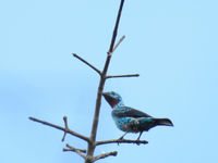 Spangled cotinga is een welgekomen verschijning in de bossen rond Brownsberg. © Fred Pansa