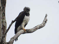 De statige harpy eagle op z'n troon! © Fred Pansa