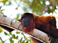 Venezuelan red howler monkey. © Fred Pansa