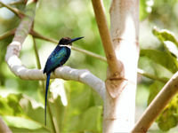 Paradise jacamar. © Fred Pansa