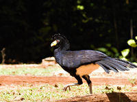 Een black curassow vlucht weg in de vegetatie. © Fred Pansa