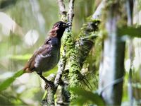 Na lang wachten kunnen we dan toch genieten van de black-faced antthrush. © Fred Pansa