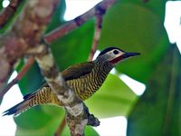 Een mooie golden-olive woodpecker toont zich. © Fred Pansa