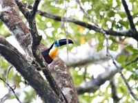 Channel-billed toucan in een boomkruin. © Fred Pansa