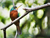 Yellow-billed jacamar. © Fred Pansa