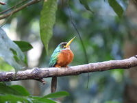 Yellow-billed jacamar, een antwoord op de bijeneters van Europa. © Fred Pansa