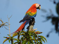 Scarlet macaw, de ultieme ara! © Fred Pansa