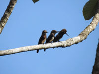 Een roost van brown jacamar. © Fred Pansa