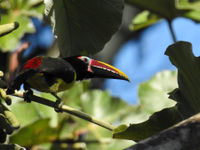 Een green aracari beweegt zich in het bladerdek. © Fred Pansa