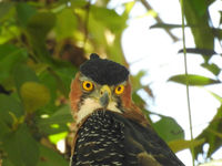 Een ontmoeting met een ornate hawk-eagle vergeet je niet snel! © Fred Pansa