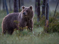 Cet ours a senti quelque chose... © Billy Herman