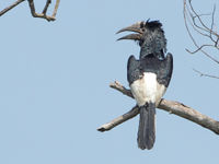 Een black-and-white-casqued hornbill tolereert de middaghitte. © Rudi Debruyne
