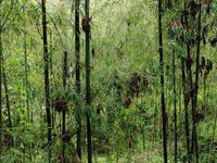 De bamboebossen van het heuvelland herbergen heel wat specialiteiten in deze regio. © Rudi Debruyne