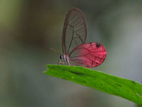 Un papillon spectaculaire parmi tant d'autres ! © Joachim Teunen