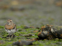 Rufous-chested dotterel. © Julien Herremans