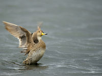 Yellow-billed pintail. © Julien Herremans