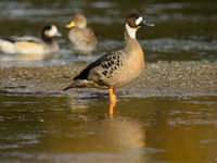 Spectacled duck, een droomsoort. © Julien Herremans