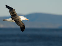 Een black-browed albatross vliegt langs de boot. © Julien Herremans