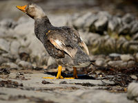 Falkland steamer-duck. © Julien Herremans