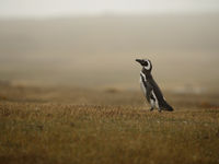 Magellanic penguin. © Julien Herremans