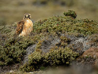 Variable hawk. © Julien Herremans