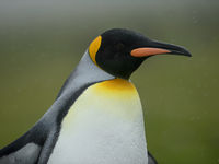 King penguin. © Julien Herremans