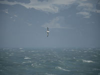 Black-browed albatross. © Julien Herremans