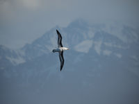 Black-browed albatross. © Julien Herremans