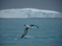 Black-browed albatross. © Julien Herremans