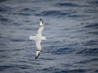 Antarctic fulmar. © Julien Herremans