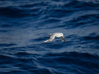 Antarctic fulmar. © Julien Herremans